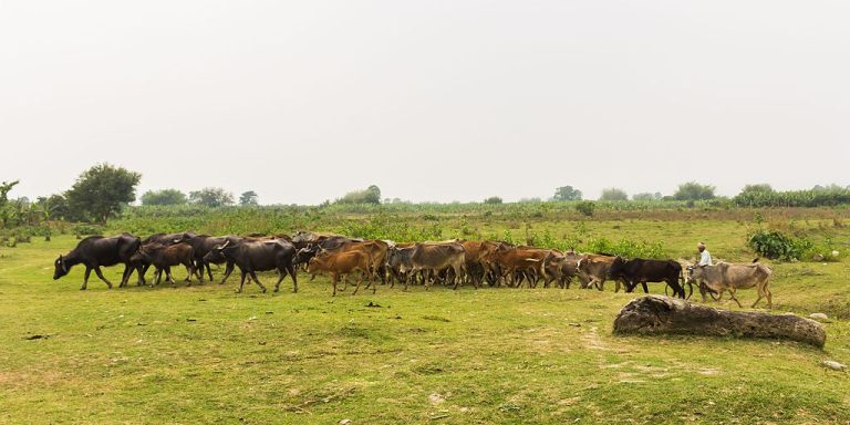 Koshi Tappu Wildlife Reserve: The Only Habitat of the Wild Water ...