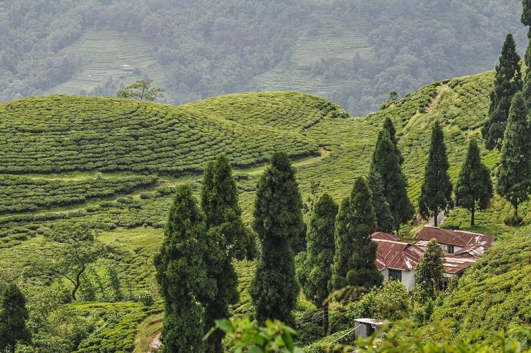 Illam The Kingdom Of Tea Production Nepal Sanctuary Treks 6171